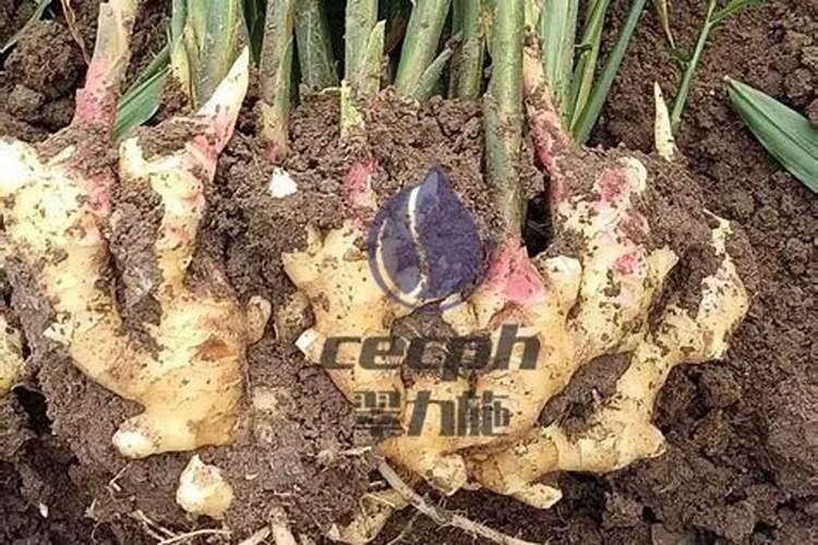 钙镁磷肥是复合肥吗 钙镁磷肥能和复合肥混施吗