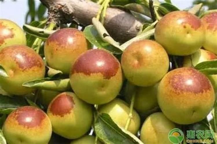 桉树用什么肥料最好