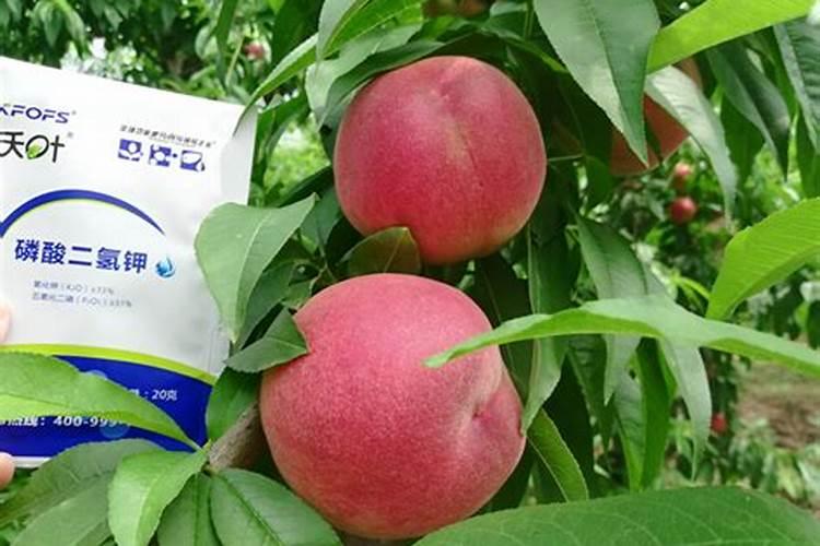 桃树落果用什么药防治？