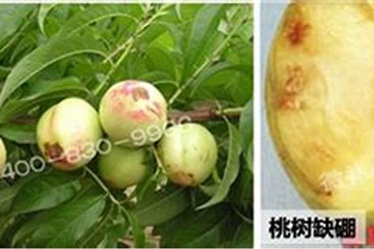 桃树保果用什么药最好