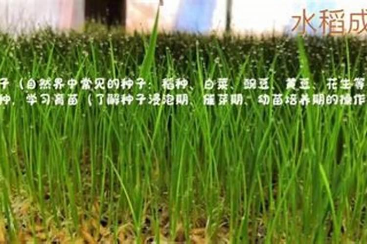 叶面肥种类有哪些,如何正确使用