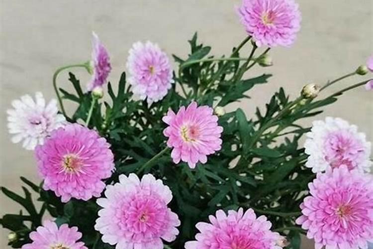 中国最好的肥料前十名