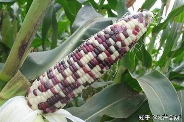 糯玉米灌浆期可施用叶面肥吗