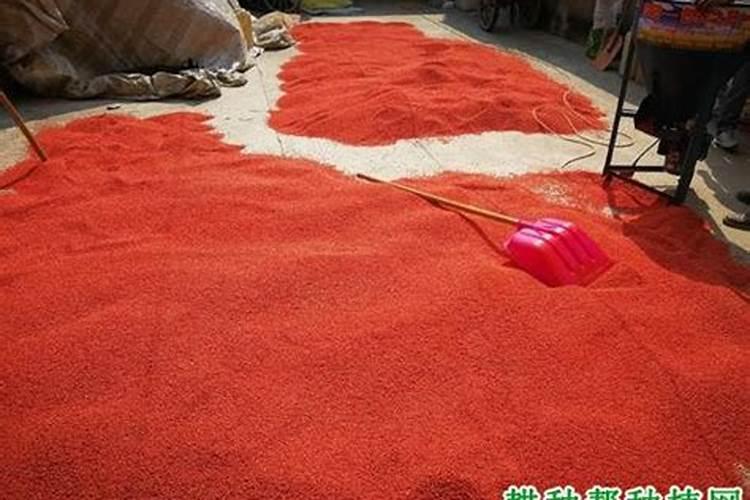 龙莎宝石怎样施肥浇水