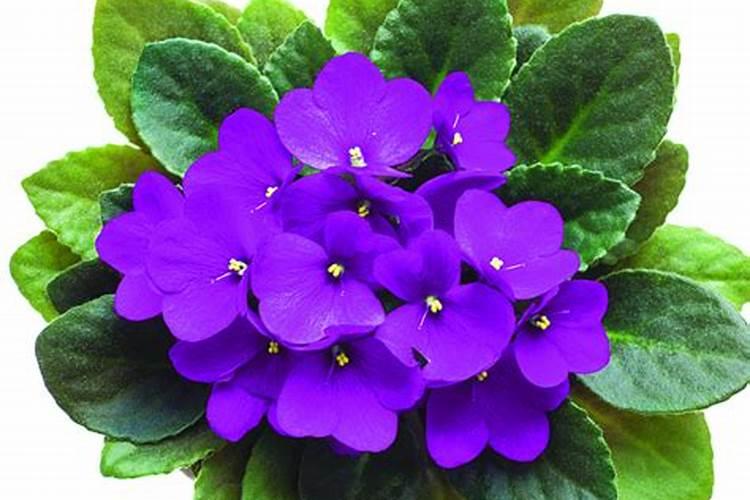 非洲紫罗兰的养殖方法都有哪些？