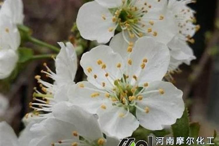 樱桃树花果期需要施肥吗？