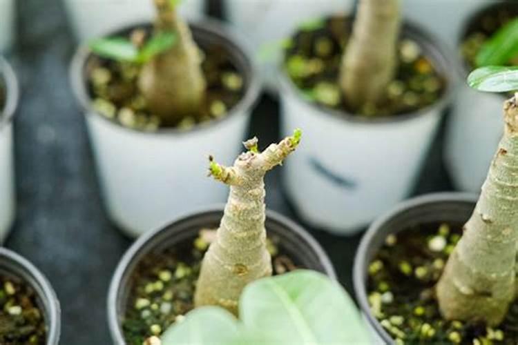 沙漠玫瑰用什么肥料最好