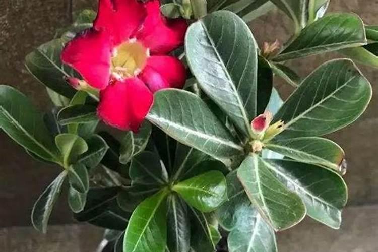 沙漠玫瑰花败后如何进行复壮