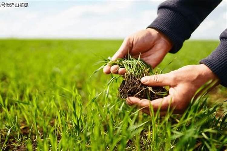 什么是高钾肥料