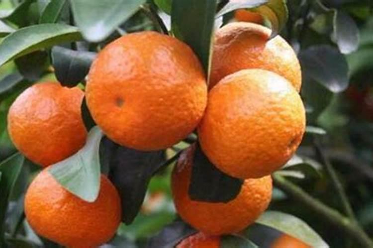 柑橘开花时期适合用啥肥料