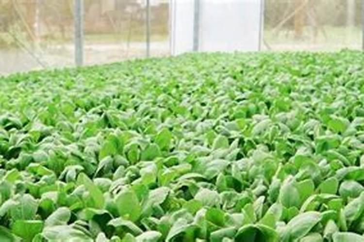 益生元菌肥有什么好处