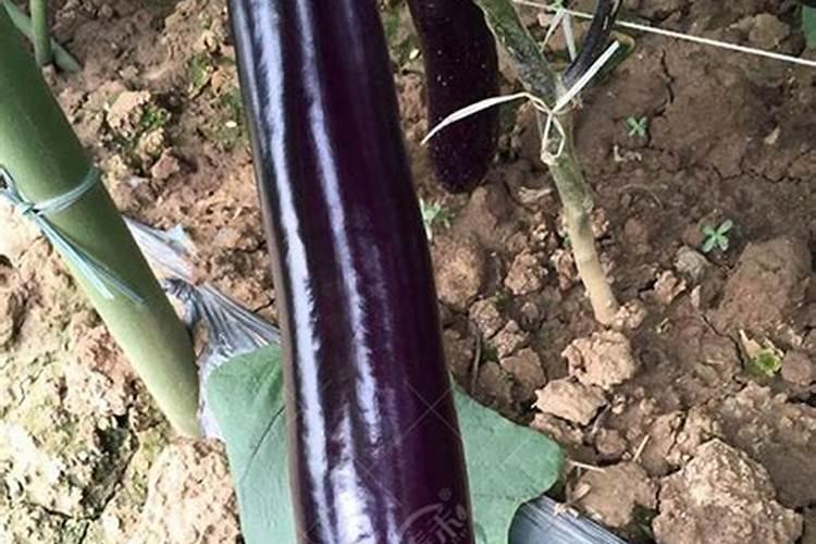 茄子用什么肥料产量高