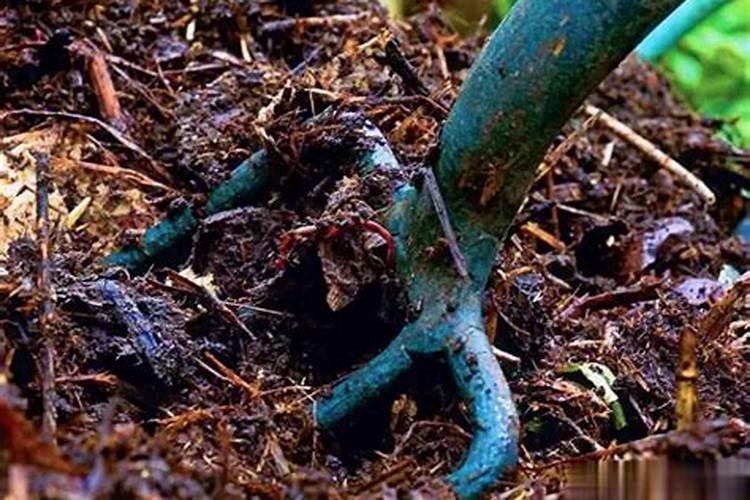 猪粪发酵后是否还有农药化肥残留物