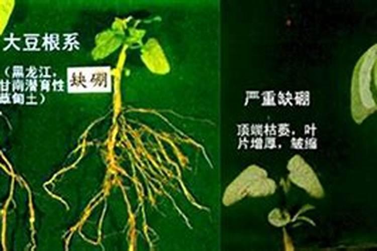 大豆缺硼有哪些防治措施？