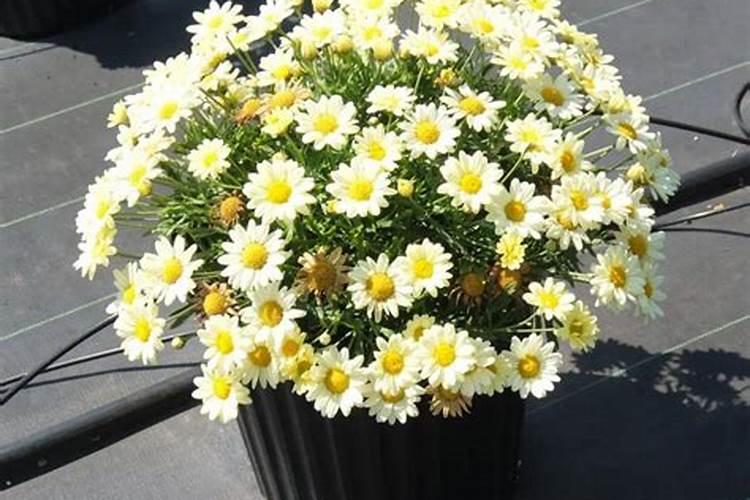 玛格丽特花怎么爆盆 如何施肥浇水