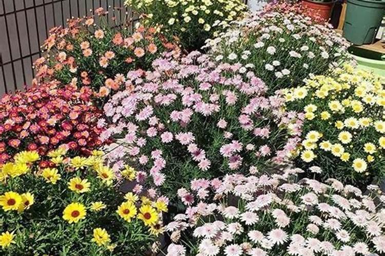 玛格丽特怎么施肥