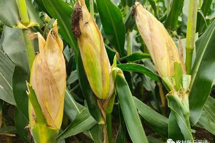 叶面肥在玉米多高的时候喷好？10多厘米高时可以喷吗？