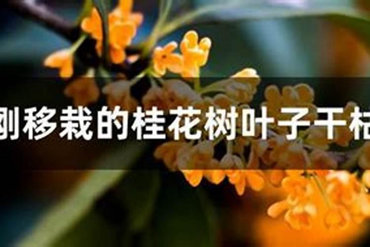 桂花叶子喷什么叶面肥最好