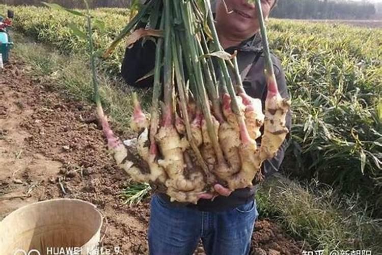 氮肥给树起到了什么作用