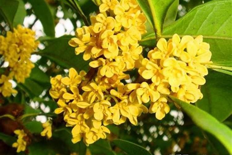 盆栽桂花可以施叶面肥吗(盆栽桂花发芽时能施肥吗)