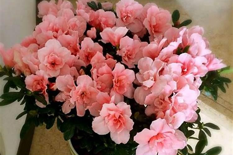 施什么肥树长的快好