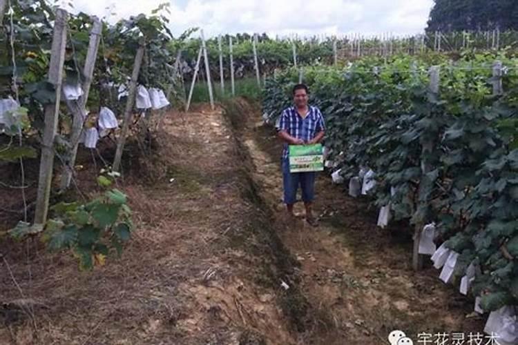 钾肥过多烧苗的原因