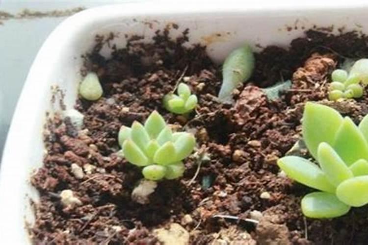 春茄子苗期为何出现“僵苗”？怎样种植露地春茄子？