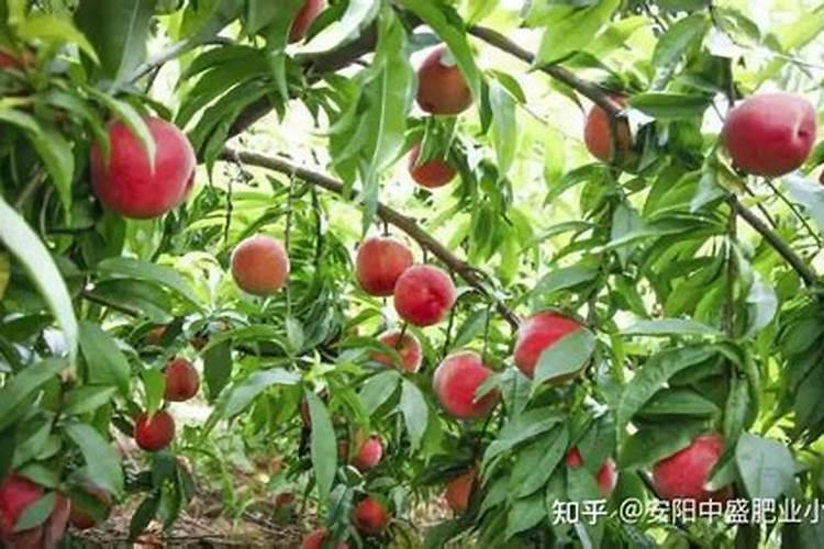 葡萄柚膨大增产肥料用哪种的好？葡萄柚用什么叶面肥效果好？