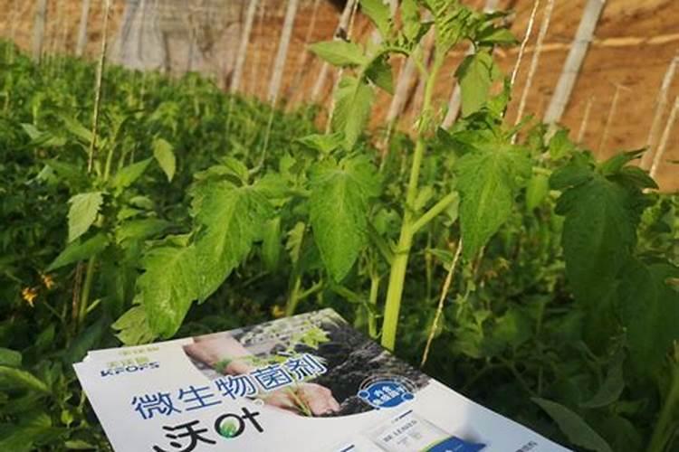 西红柿开花结果时施什么肥