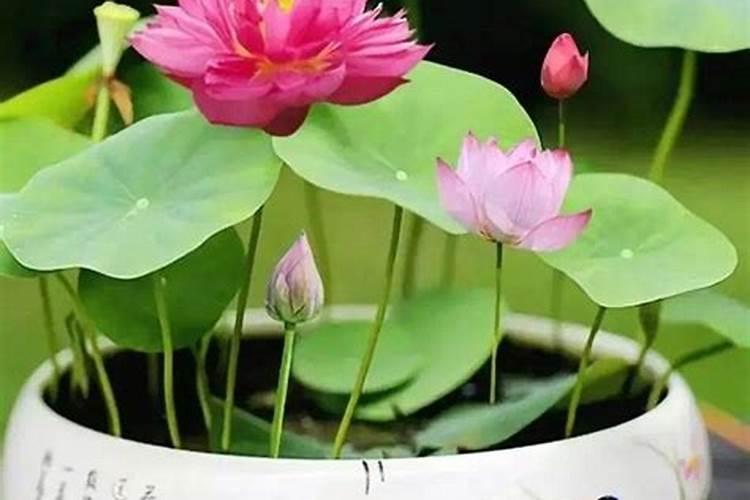 露地茄子剪枝再生栽培技术