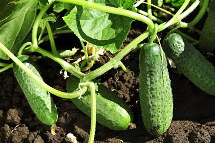 黄瓜氮肥过多什么症状