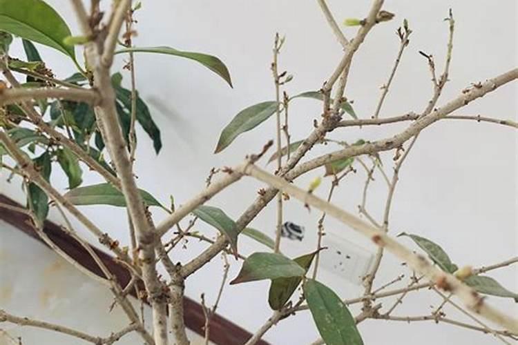 桂花施什么肥长得快