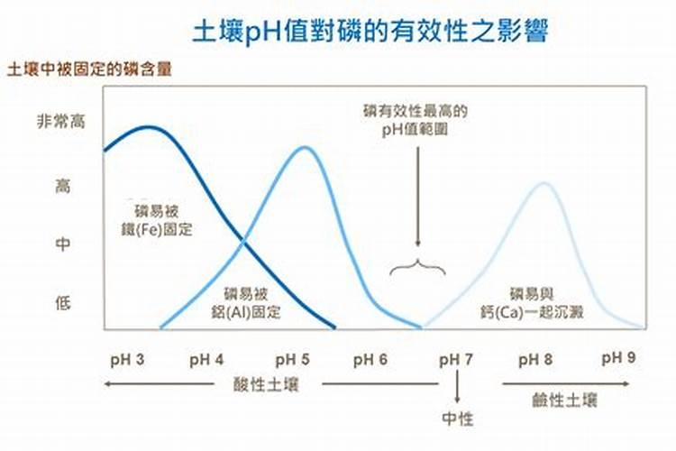 什么肥料最适合金钱树