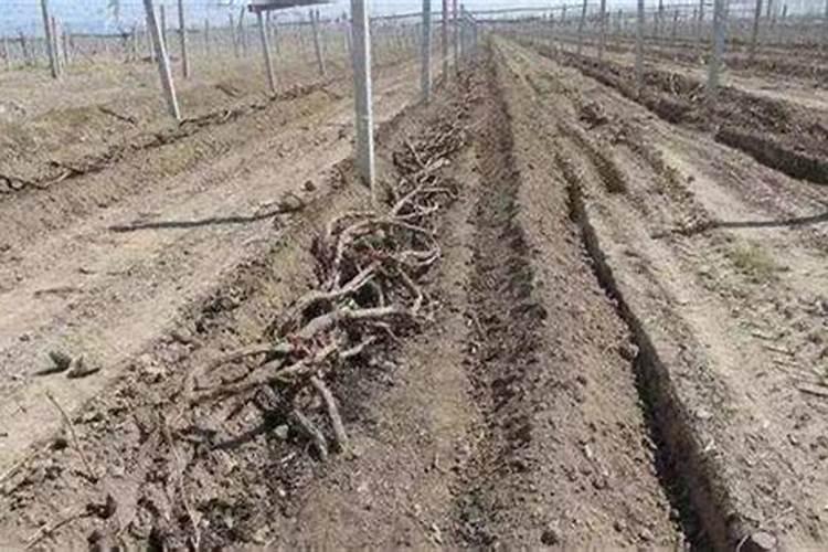 葡萄树越冬埋土时间与技术