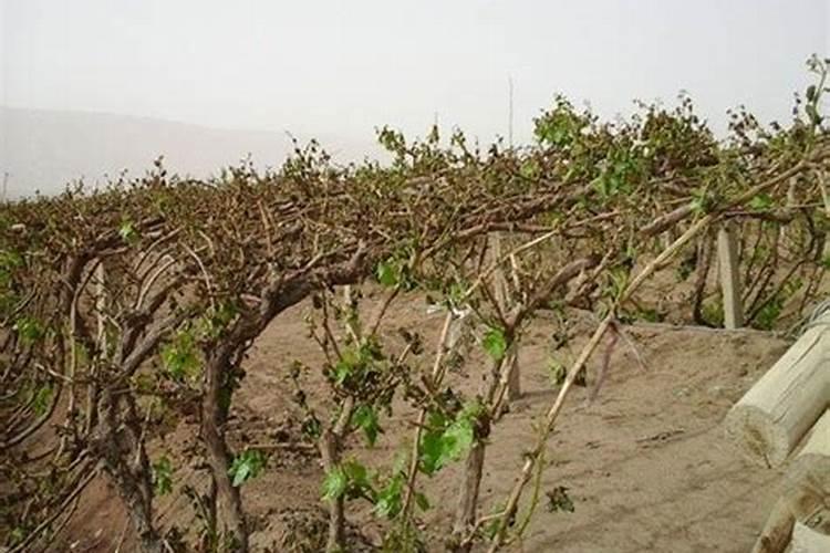 葡萄什么时候施肥最好 葡萄的施肥时间