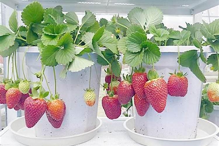 养草莓用什么肥料