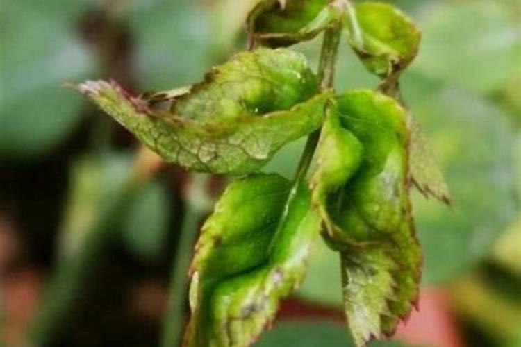 月季烧苗后该怎么处理