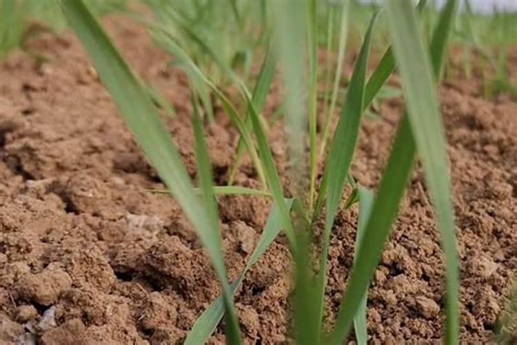 文心兰花怎么养殖方法和注意事项