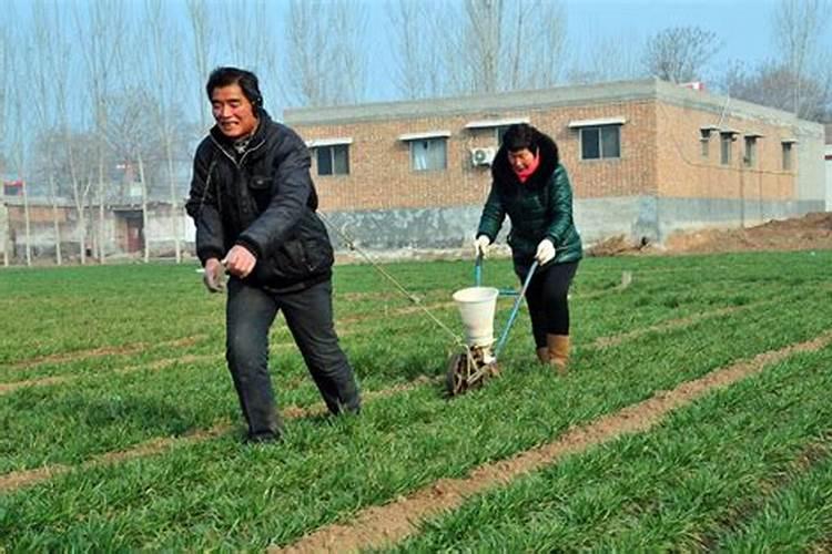 大蒜返青肥什么时候撒效果最好