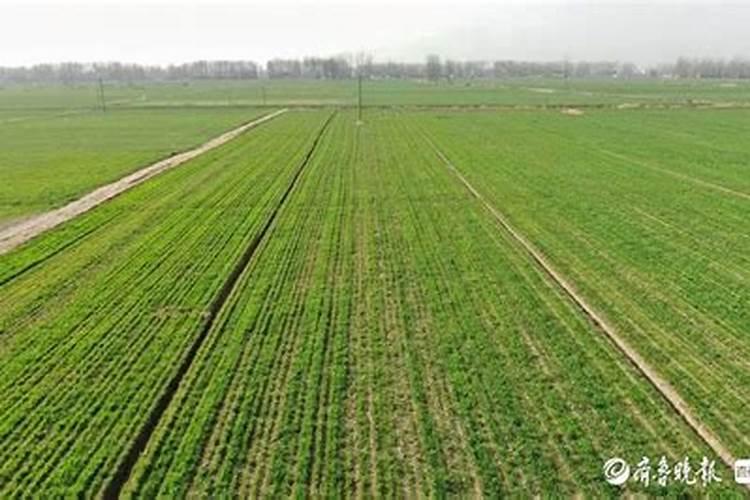 1斤能顶40斤尿素,3天叶片就变绿,这样的叶面肥自己就能配