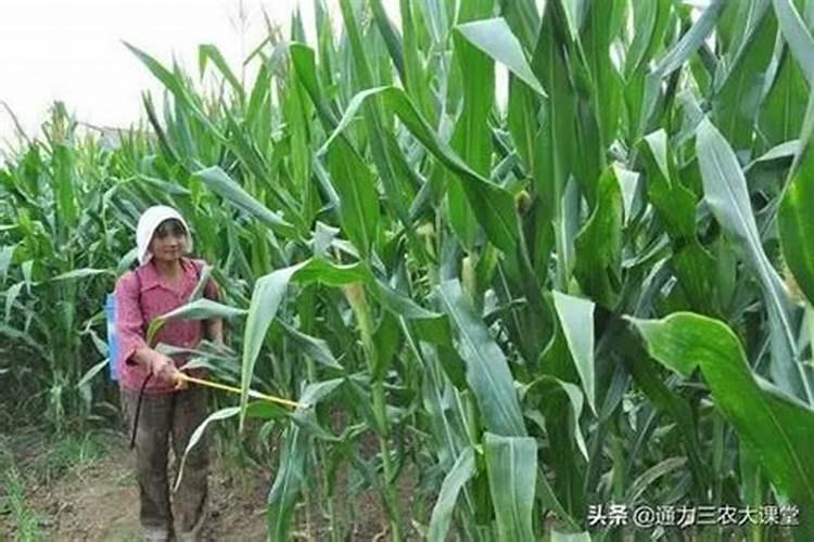 玉米一次性施肥多深 施加什么肥料好
