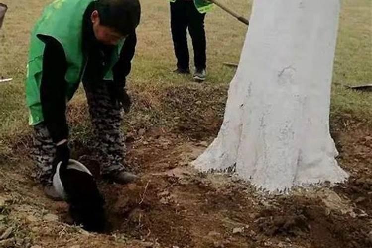 新栽小树一次施多少复合肥