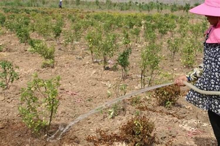 复合肥可以兑水喷叶子吗