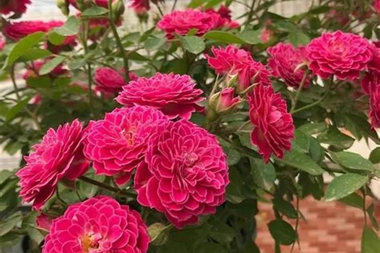 人粪发酵几天腐熟