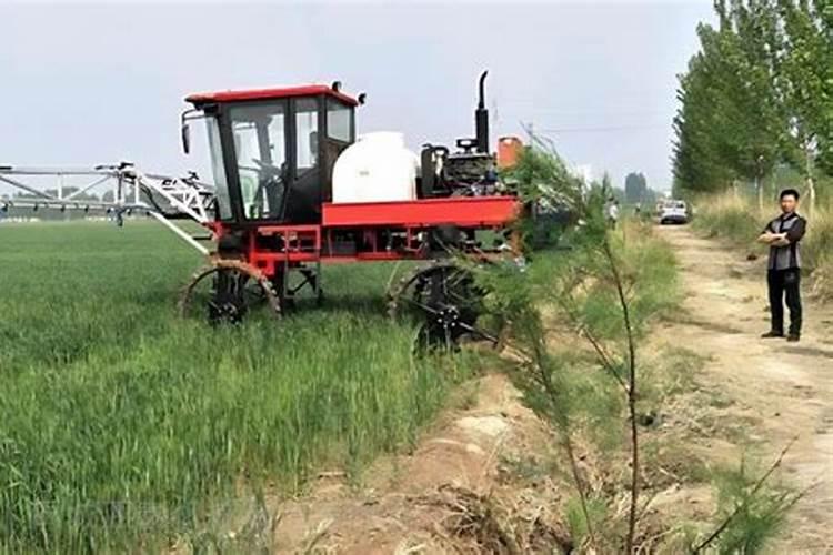 大蒜叶面肥喷什么肥最好