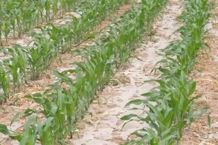 问,24一表芸苔素内酯,可不可以用在玉米上？