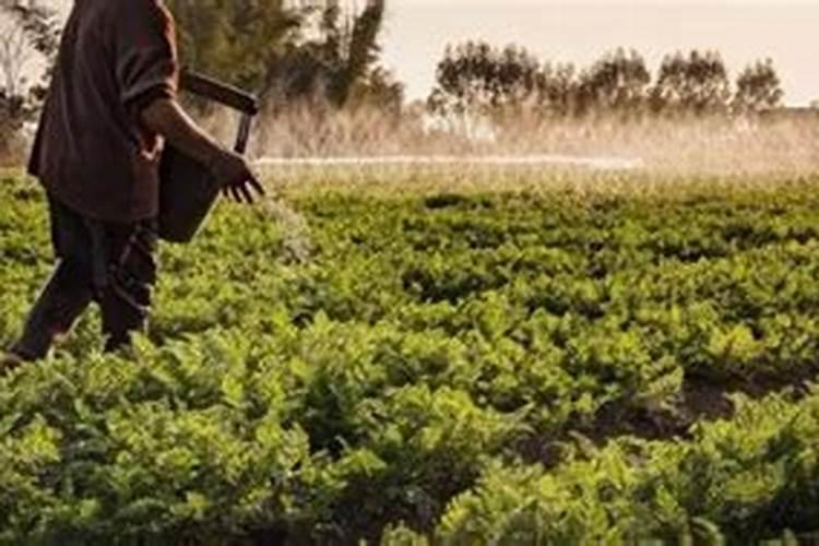 水稻中后期哪些农药能与磷酸二氢钾混合喷施