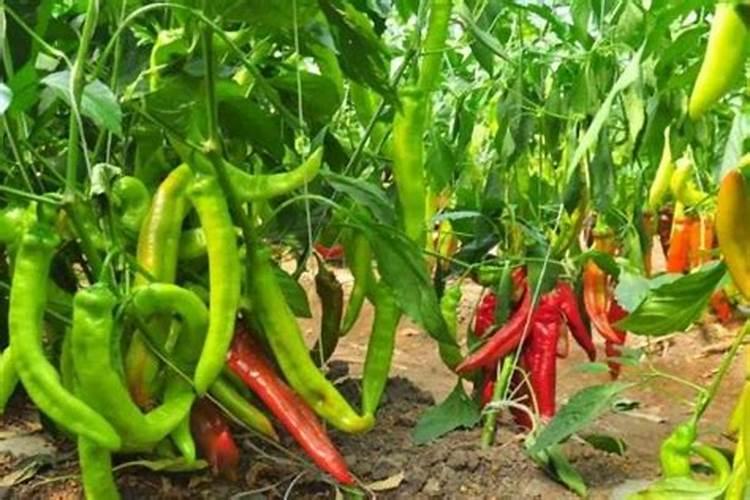 水果玉米一般煮多久