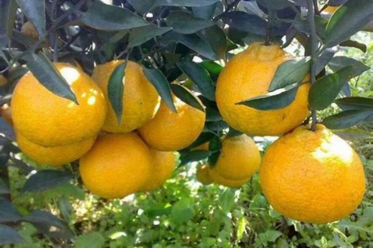 硼肥的正确使用