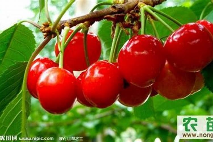 露天樱桃亩产多少钱？种植一亩地的成本和利润